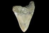Fossil Megalodon Tooth - North Carolina #99859-2